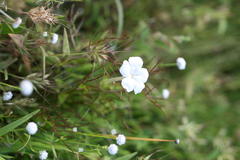 Rhamphicarpa longiflora